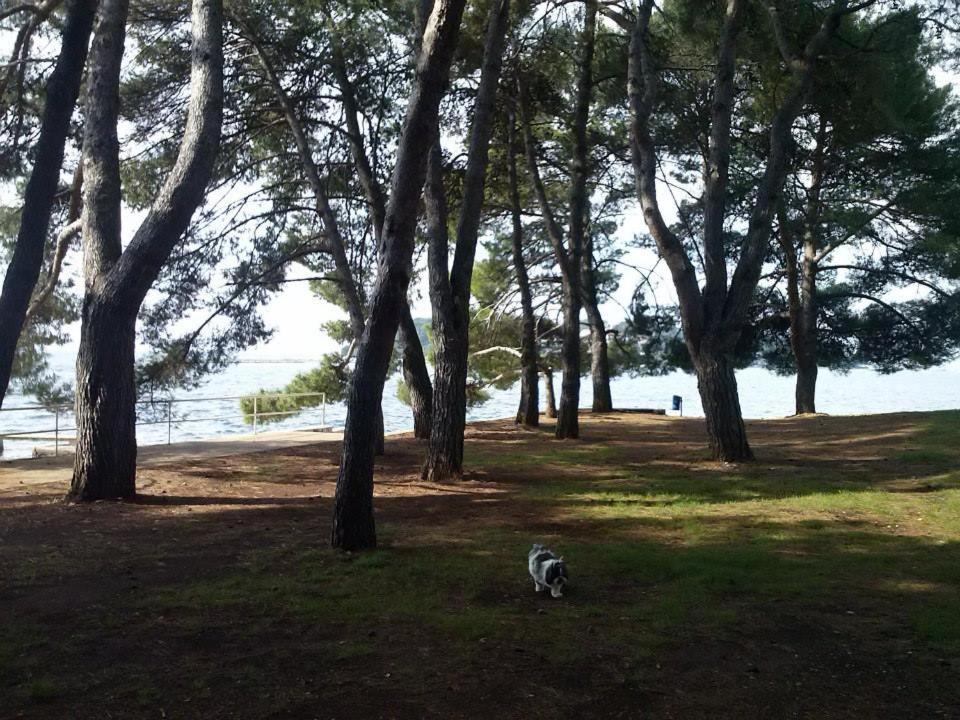 Jozefina